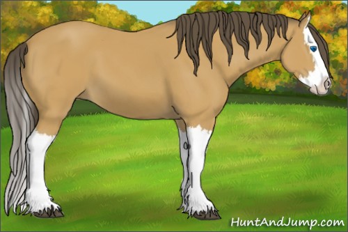 Horse Color:Buckskin Splash 
