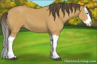 Horse Color:Buckskin Splash