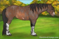 Horse Color:Smoky Blue Roan Frame Rabicano and Bay Rabicano