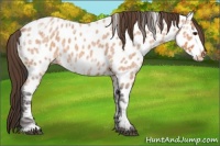 Horse Color:Buckskin Ice Roan Near Leopard 