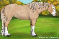 Horse Color:Palomino Roan Sabino Splash 