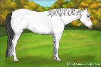 Horse Color:White Spotted Bay Dun Splash Frame 