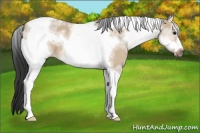 Horse Color:White Spotted Bay Dun Tobiano Frame 