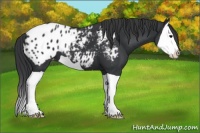 Horse Color:Black Splash Appaloosa 