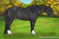 Horse Color:Black Appaloosa Rabicano 