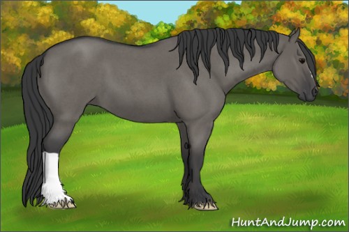 Horse Color:Grullo Roan 
