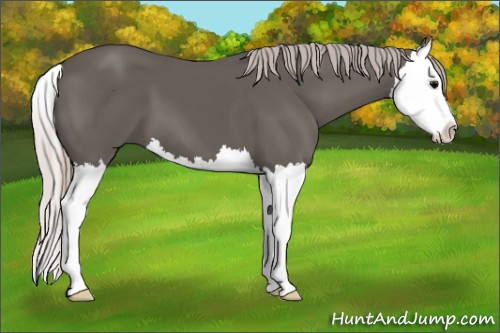 Horse Color:Silver Black Splash
