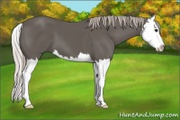Horse Color:Silver Black Splash