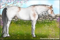 Horse Color:White Spotted Bay 