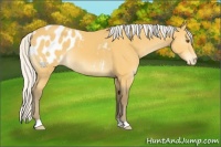 Horse Color:Silver Buckskin Appaloosa 