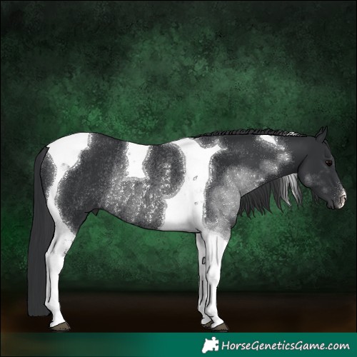 Horse Color:Black Tobiano Rabicano 