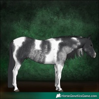 Horse Color:Black Tobiano Rabicano