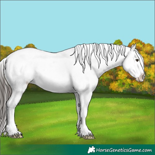 Horse Color:Liver Chestnut Sabino Appaloosa 