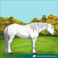 Horse Color:Liver Chestnut Appaloosa 
