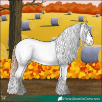 Horse Color:Red Roan Appaloosa 