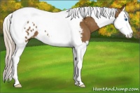 Horse Color:Chocolate Palomino Splash Tobiano Appaloosa 