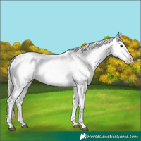 Horse Color:White Spotted Silver Smoky Grullo Appaloosa 