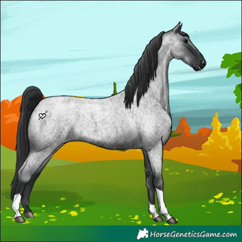 Horse Color:Blue Roan Tobiano 