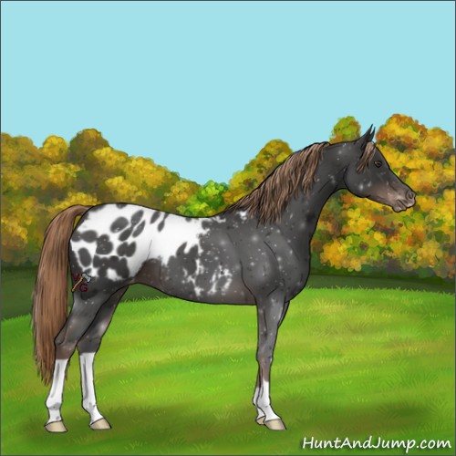 Horse Color:Liver Chestnut Appaloosa 