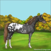 Horse Color:Liver Chestnut Appaloosa 