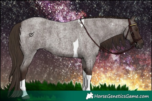 Horse Color:Liver Red Roan Tobiano