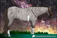 Horse Color:Liver Red Roan Tobiano 
