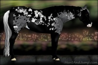 Horse Color:Black Splash Tobiano 