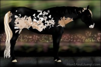 Horse Color:Chestnut Splash Tobiano