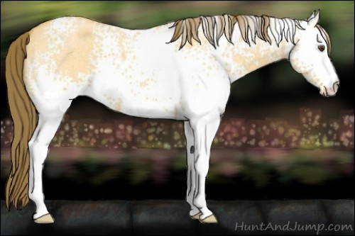 Horse Color:White Spotted Buckskin Roan Dun Appaloosa