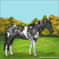 Horse Color:White Spotted Black Tobiano Rabicano