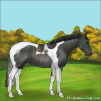 Horse Color:Black Tobiano Rabicano
