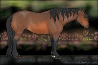 Horse Color:Bay Roan Rabicano 