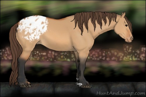 Horse Color:Bay Dun Blanket