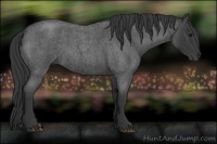 Horse Color:Blue Roan 