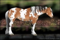 Horse Color:White Spotted Bay 