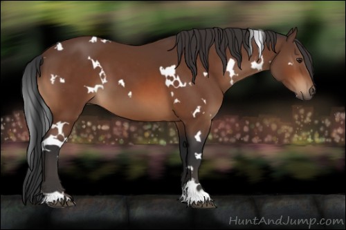 Horse Color:White Spotted Brown 