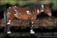 Horse Color:White Spotted Brown 
