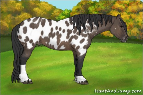 Horse Color:Brown Dun Tobiano Appaloosa 