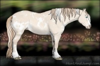 Horse Color:White Spotted Perlino Dun Sabino