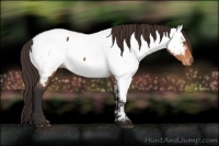 Horse Color:Buckskin Appaloosa 
