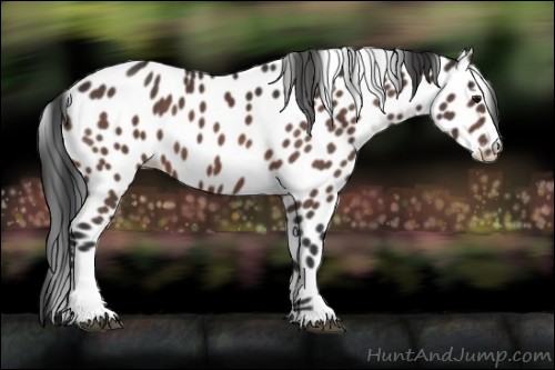 Horse Color:Bay Sabino Appaloosa 