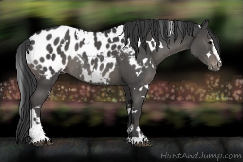 Horse Color:White Spotted Black Sabino Appaloosa Rabicano 