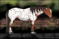 Horse Color:White Spotted Bay Appaloosa 