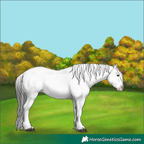 Horse Color:Buckskin Dun Appaloosa 