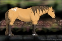 Horse Color:Buckskin Appaloosa