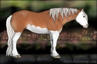 Horse Color:Silver Bay Splash