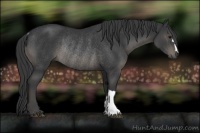 Horse Color:Black Rabicano