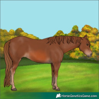 Horse Color:Chestnut 