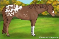 Horse Color:Chestnut Appaloosa 