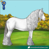 Horse Color:Chocolate Buckskin Appaloosa 